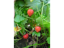 ������������ ��������� ���� ����� ���������