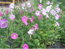 �������