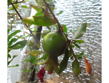 ���� �������