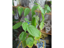 �������, ��������� ������