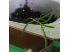 �������� ����