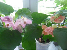 ��� ���������