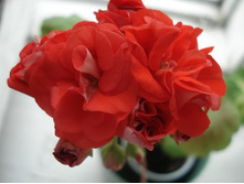 ����� ������������ ��������� - Orangebud.JPG