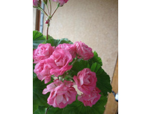 ������������ ����������� - Swanland Pink-Australien Pink Rosebud.JPG