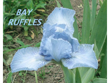 Bay ruffles.jpg ������