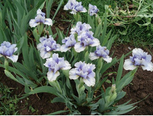 Breezy blue.JPG ������