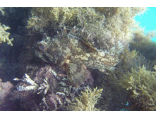 ���� ���������