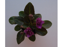 DSC05197.JPG