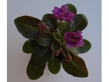 DSC05198.JPG