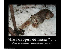 372458_chto-govoryat-eyo-glaza--_thumbnail.jpg