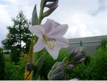 ����� ������.JPG