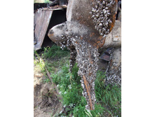 DSCF7598_����� ������.JPG