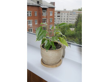 ����� ����������