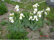 ����������� 100.jpg