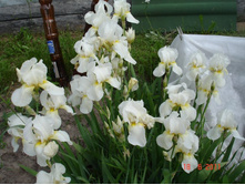 ����������� 101.jpg