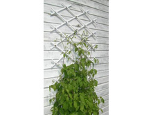 ������  ��� �������� ��������