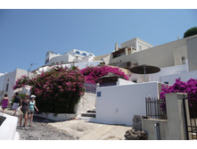 Santorini_Thira_Zabor_Flowers.JPG