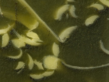 ������� ����� � ������� ������ �����-������