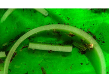 ���� ��������