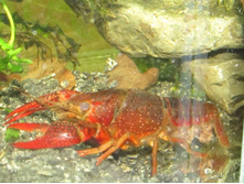 ���� ����� �������