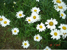 ����������� 206.jpg