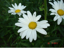 ����������� 209.jpg