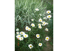 ����������� 211.jpg