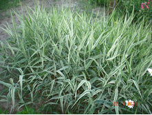 ����������� 213.jpg