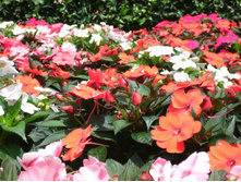 ������..