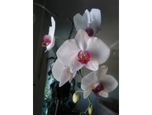 ����������� � ���� 11 ����