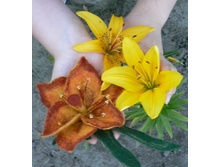 ����� �����