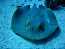 ���������� ����.JPG