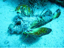 ������������� ������� ����.JPG