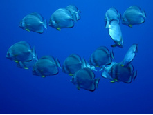 ���� �������.JPG