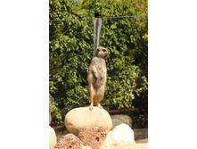 �������� 2.JPG