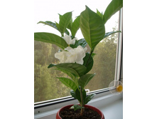 ��� ������