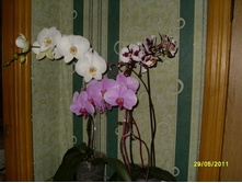 SDC13833.JPG