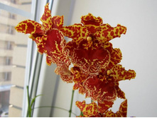 �������, �������� ���� 2011