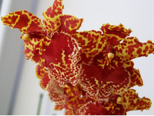 ������, �������� ����2011