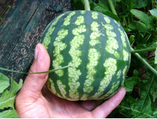 ����� ����� �����.JPG