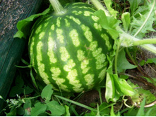 ������� �����������.JPG