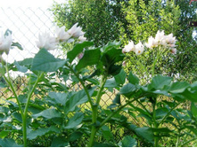 ���������� ������.JPG