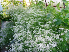 �����, �� ��� �� ���������.JPG