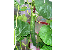 ������ ���������.JPG