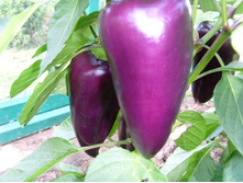 ����� ����.JPG