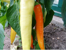 ����� �����.JPG