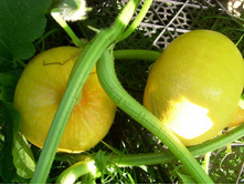 ����*����� ������� ������1.JPG