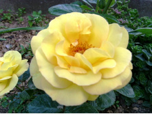 ����� ����