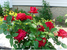 ������ �����