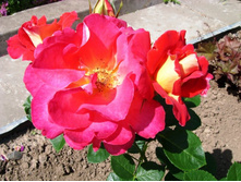 ������� � 3-� �������.JPG